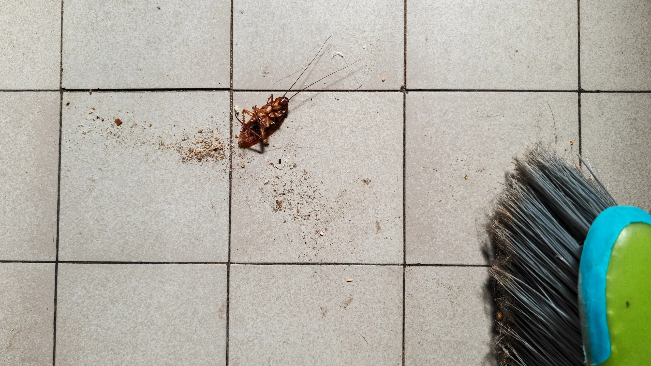 Rising Temperatures Bring Pests Home: Strategies for Property Protection