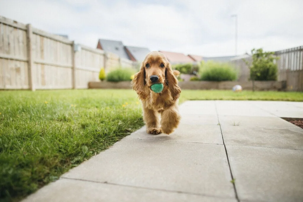 Creating a Dog-Friendly Backyard to Enhance Your Property's Appeal